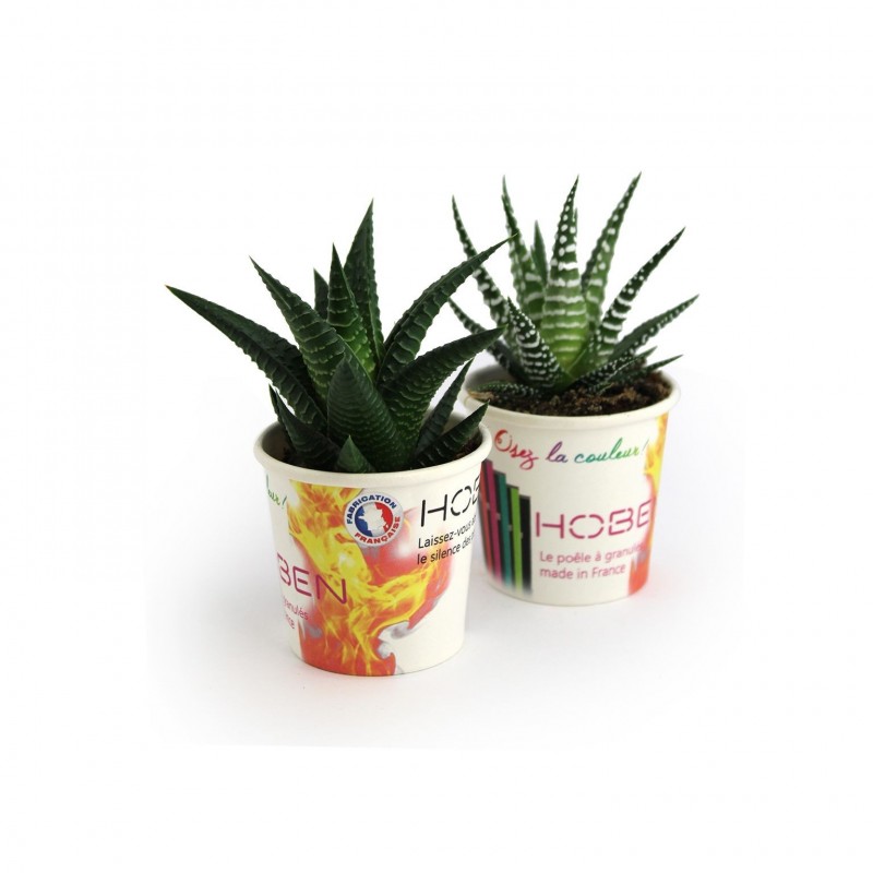 Petit pot carton plante